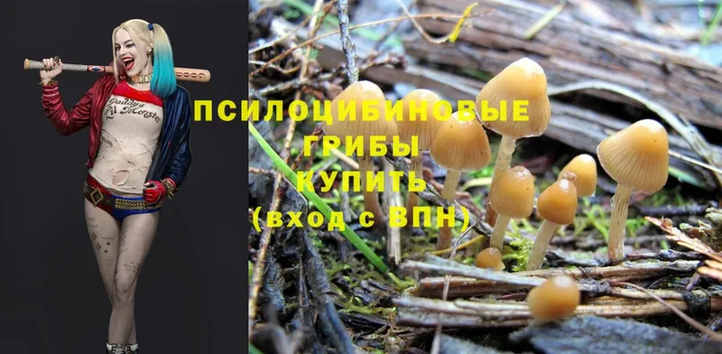 Псилоцибиновые грибы Psilocybine cubensis Барабинск